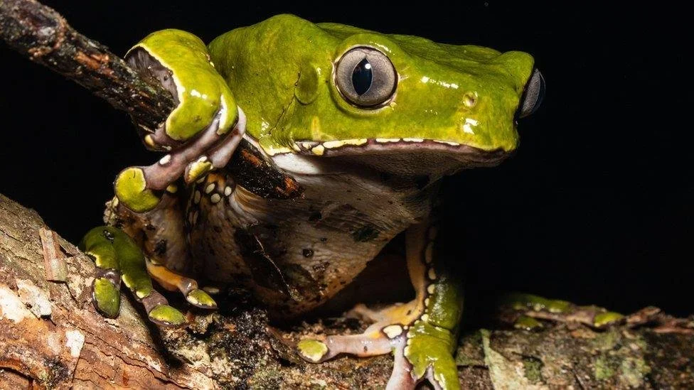 Origins and tradition of Kambo frog medicine